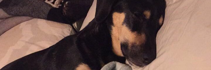 rachelarchambo's profile banner image