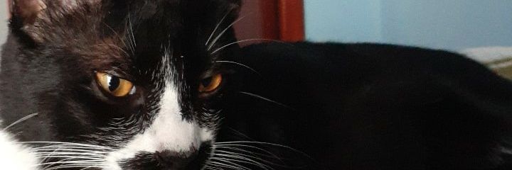 olucassoares's profile banner image