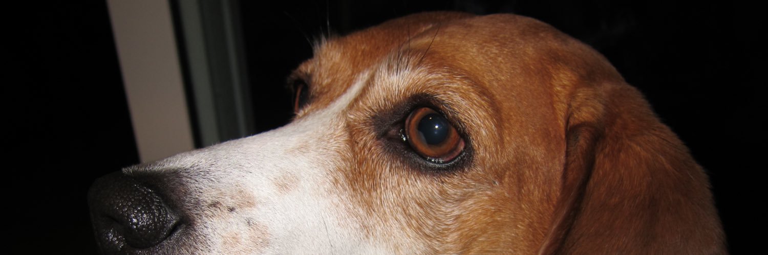 Skyecastre's profile banner image