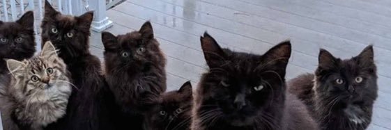 Zaly Gutierrez banner