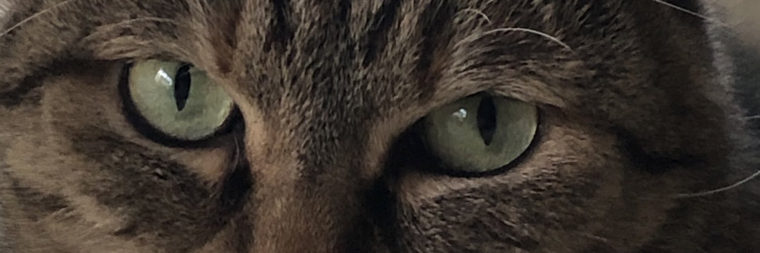 黒猫"camel" banner