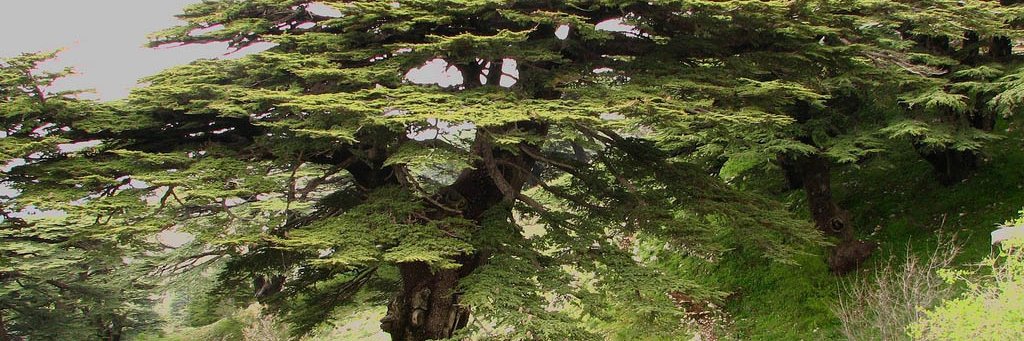joud_hussein's profile banner image