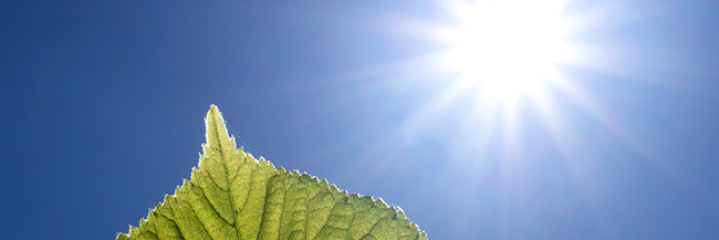 Öznur A banner