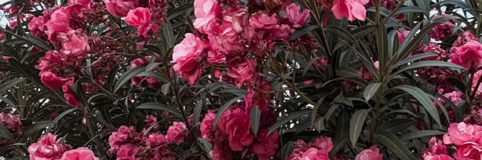 Mohammad ibrahim banner