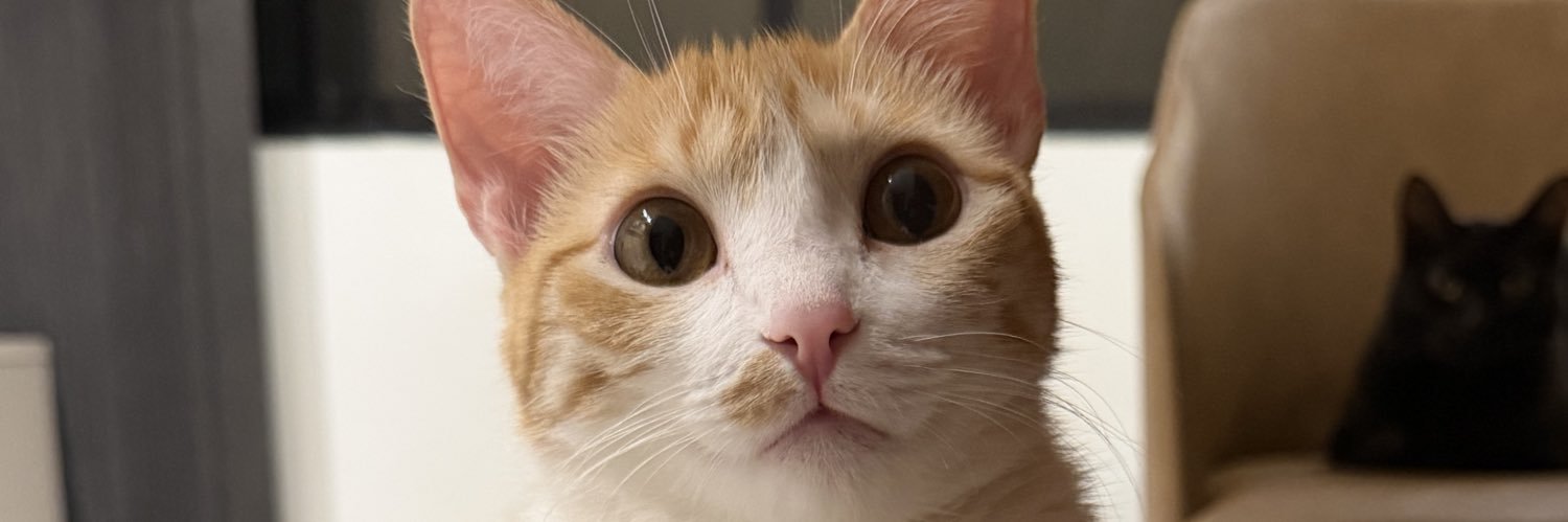 feleonina's profile banner image