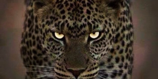 _cheeetaHh's profile banner image