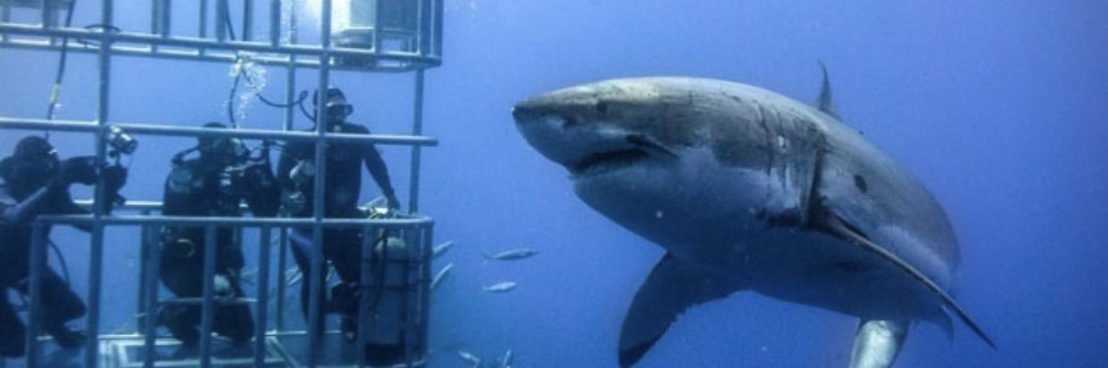 Theshark3166's profile banner image