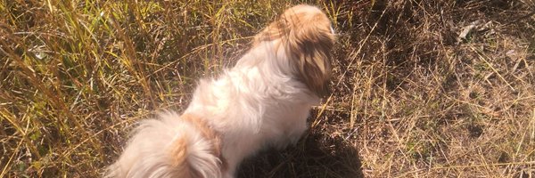 kudazimbabwe1 Profile Banner