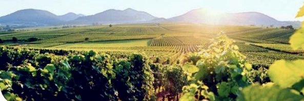 🇨🇭Swiss Crypto Dad banner