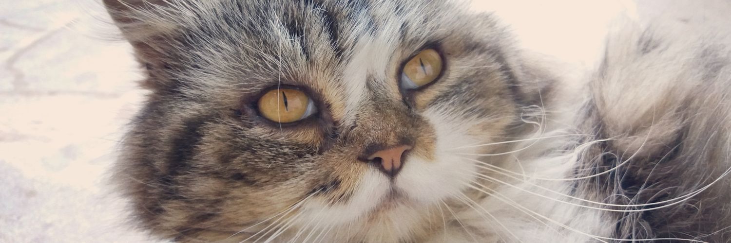 juvalentimmm's profile banner image