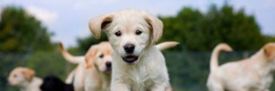 OhMyDogTraining's profile banner image
