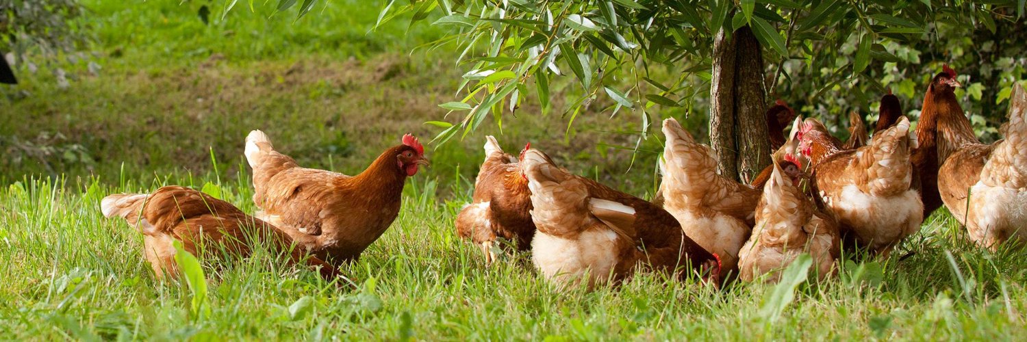 Goatshead Soup banner