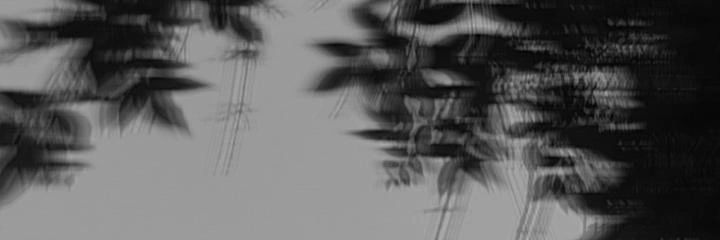 ccarli d banner