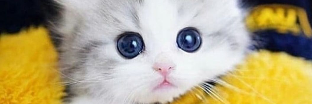 Feride🇪🇸🫶🫶🫶🇹🇷KALİ’nin Annesi 😻💐🌺🌸🍃🍀🌾 banner