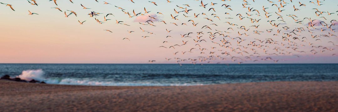 جمجمة النابغة banner