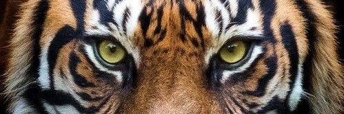tygerladi37's profile banner image