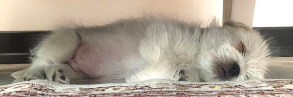 sh_7660 Profile Banner