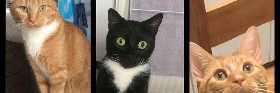 mrsboffin2's profile banner image