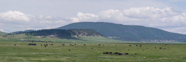 Black Hills Beef Profile Banner