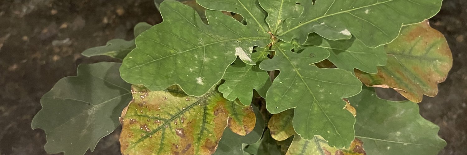 CameronAppleya3's profile banner image