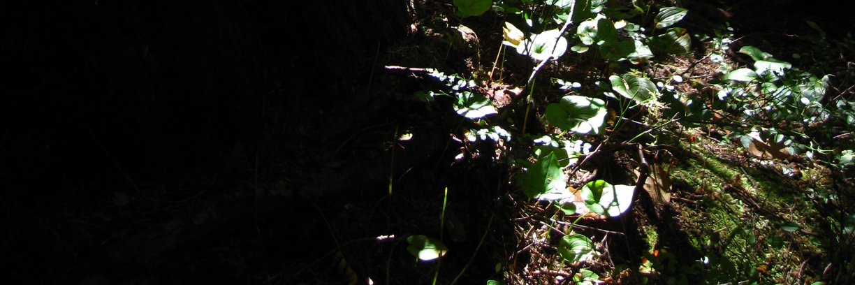 kaylie_dan's profile banner image