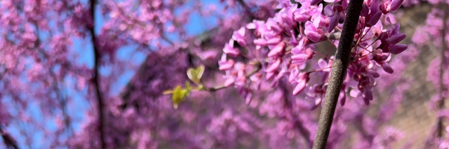 Sydney Not Australia🦔🏳️‍🌈 banner