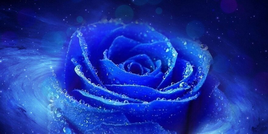 yuri_riska's profile banner image