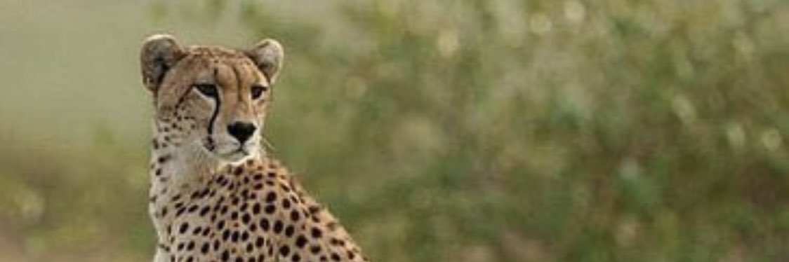 عبدالرحمن بن نحيت banner