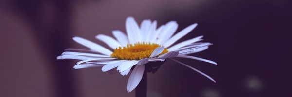 LinkaDaisy Profile Banner