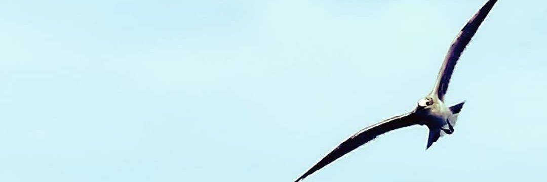 Miguel_Pin's profile banner image