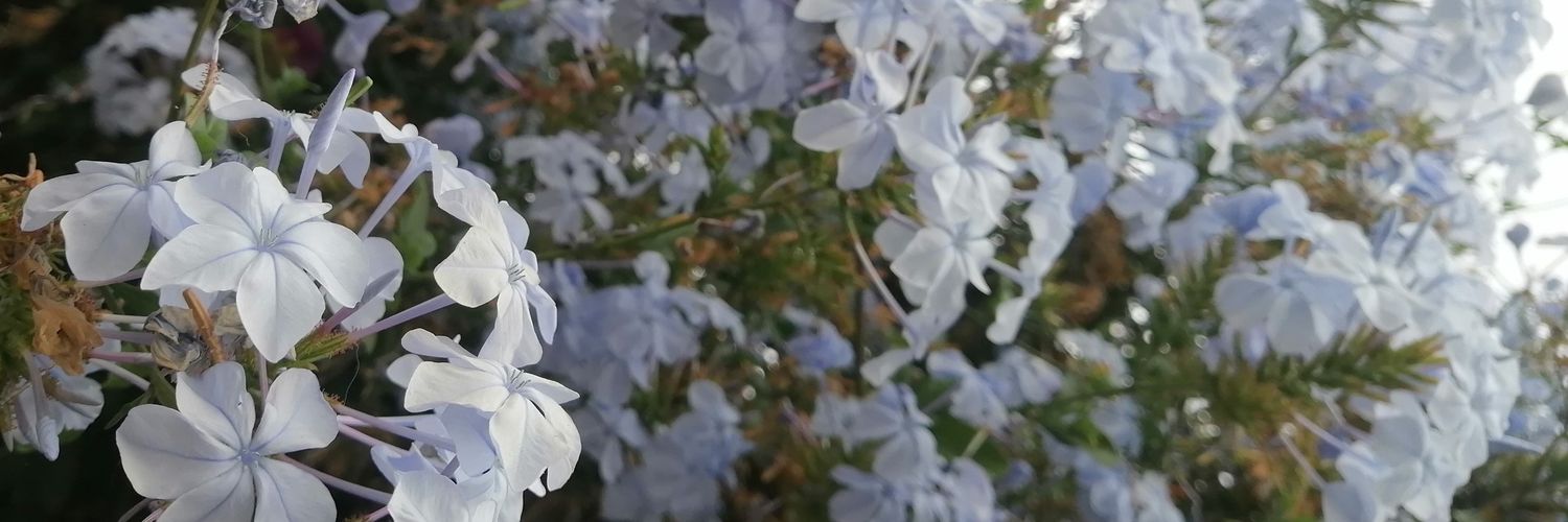 SBX. RS. Etsodian banner