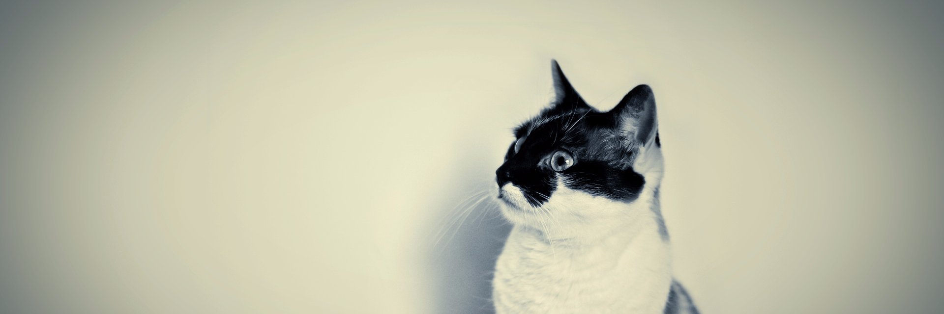 gilmerjosue's profile banner image