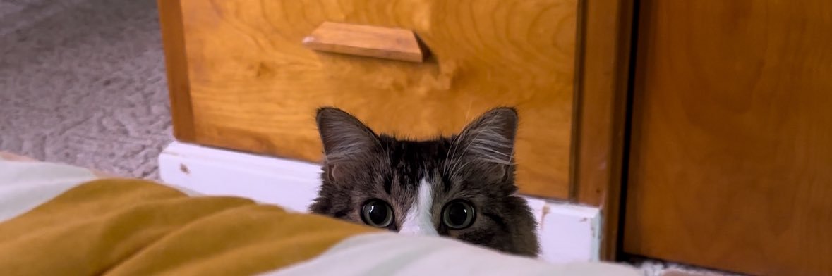 ｡° ⊹ Apollo ˚⋆⊹ banner