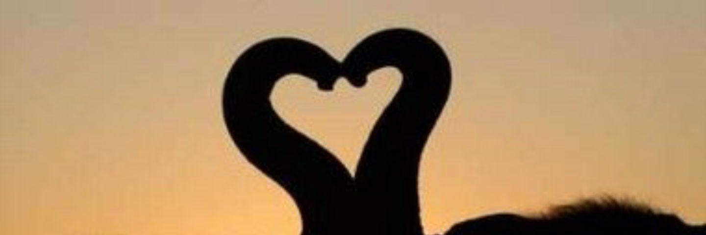 TiaraLovesCali's profile banner image