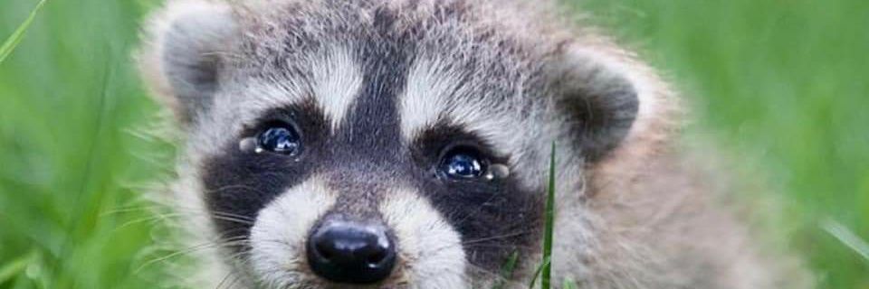 pyyme's profile banner image
