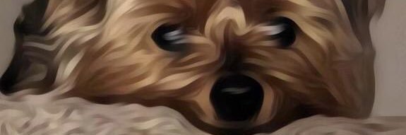 CuteYorkiesPics's profile banner image