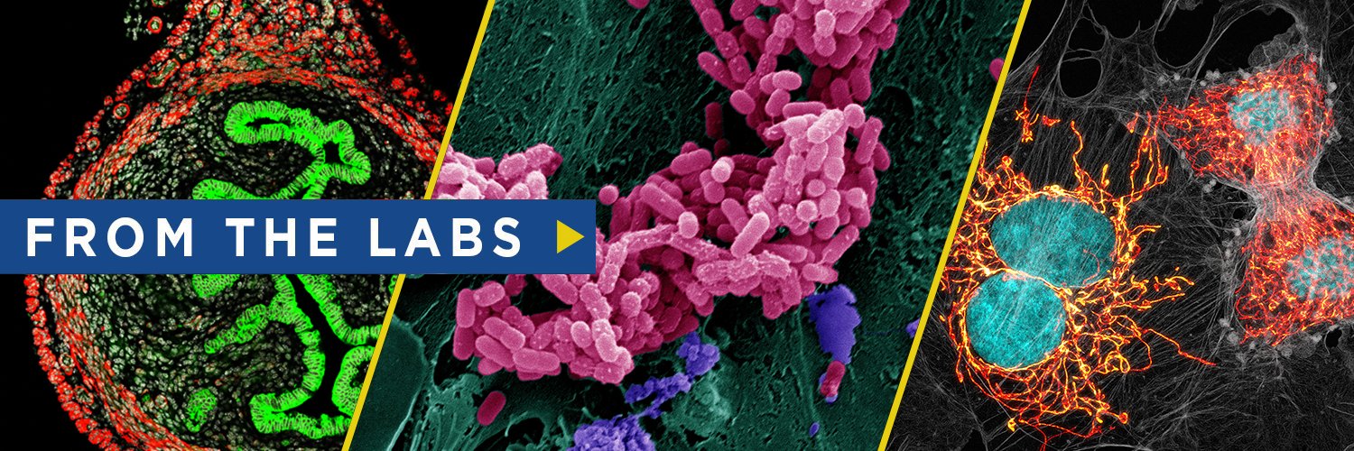 From the Labs at Baylor College of Medicine's banner