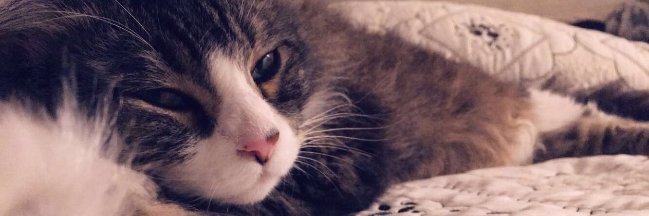 ImKittyKatKaren's profile banner image