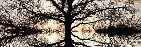 JCMtrees Profile Banner