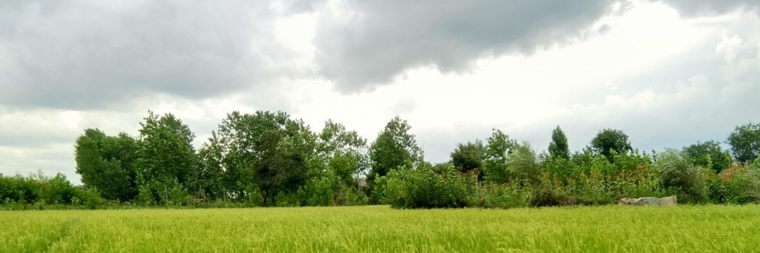 Matillda's banner