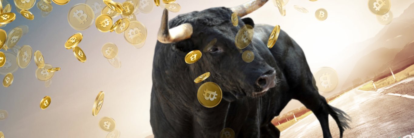 NewYorkBull banner