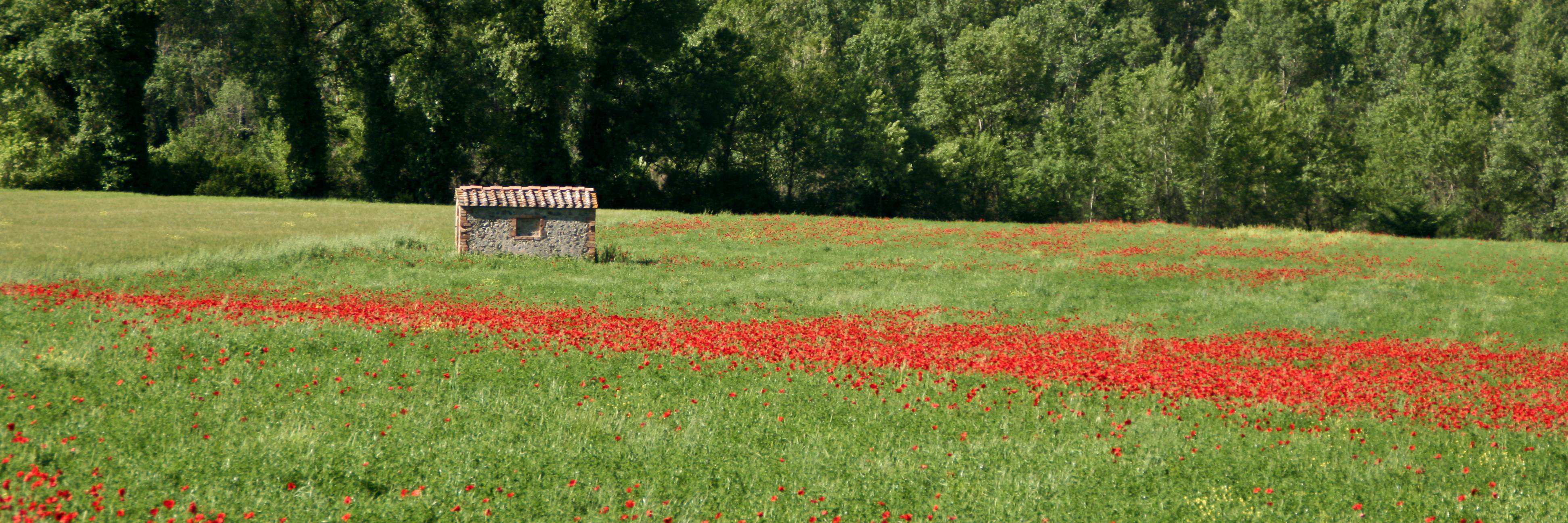 Davide Piccinini banner