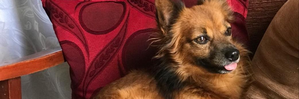 Angelito El Bendito banner