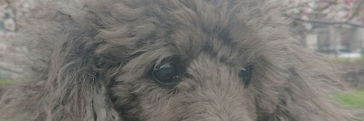 シェラ🌸🐰 banner