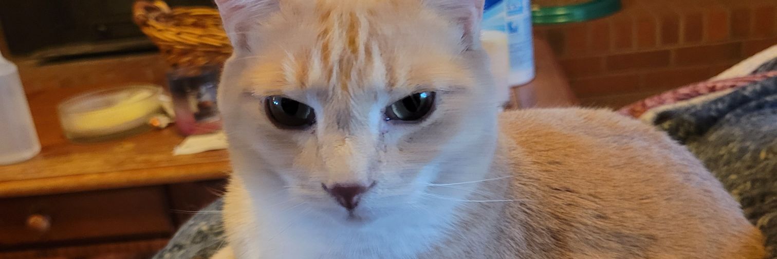 Flokisteef 🇺🇸 🟧 banner