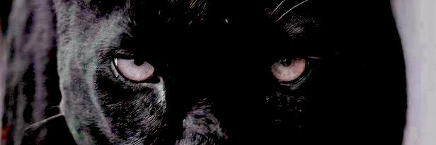 kage1825's profile banner image