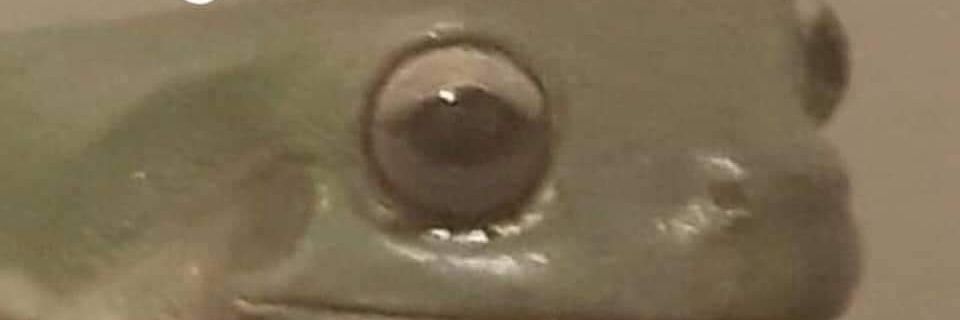 xRhien's profile banner image