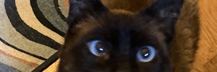 The cats mother banner