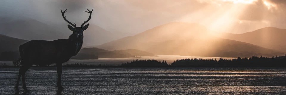 MazMac79's profile banner image