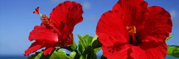 Ponconyan Profile Banner
